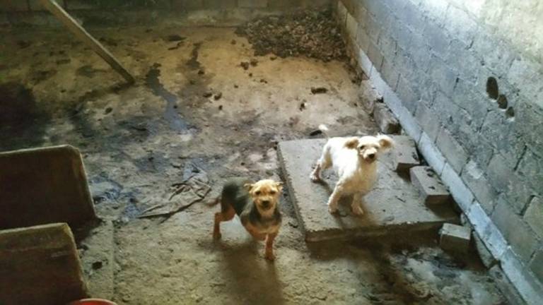 De honden in de schuur (foto: Jos Lowis / Twitter)