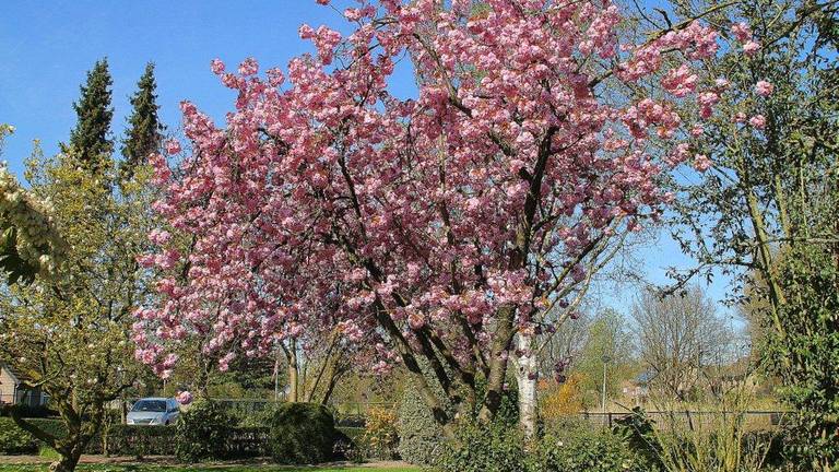 Foto: Martha Kivits/Waalwijk