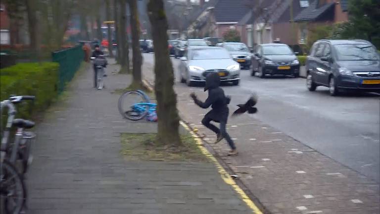 De terrorkauw van Ulvenhout slaat opnieuw toe op het schoolplein