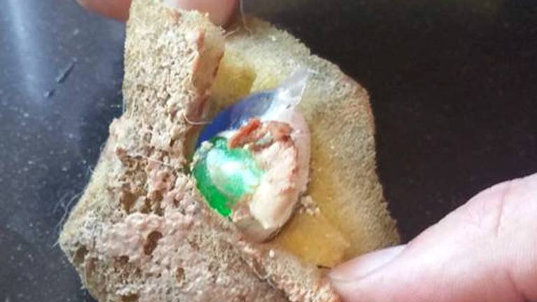 Op de spons is leverpastei gesmeerd. Foto: Facebook/Bente Kooij