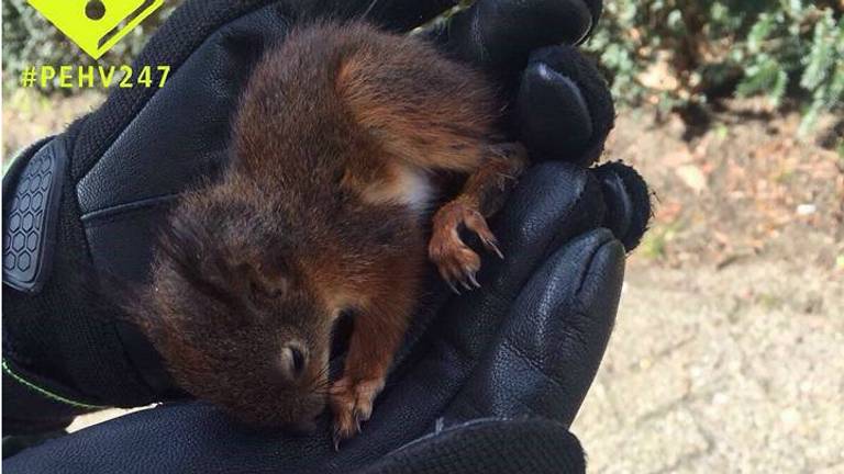 Het eekhoorntje in de hand van de agente. (Foto: Facebook politie Eindhoven)
