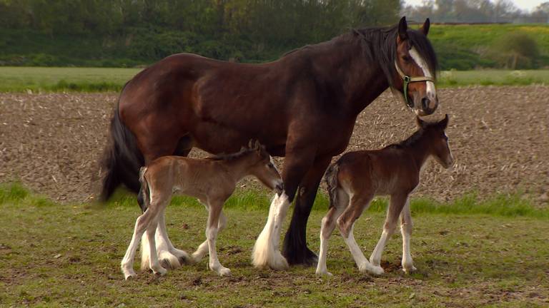 Omroep Brabant