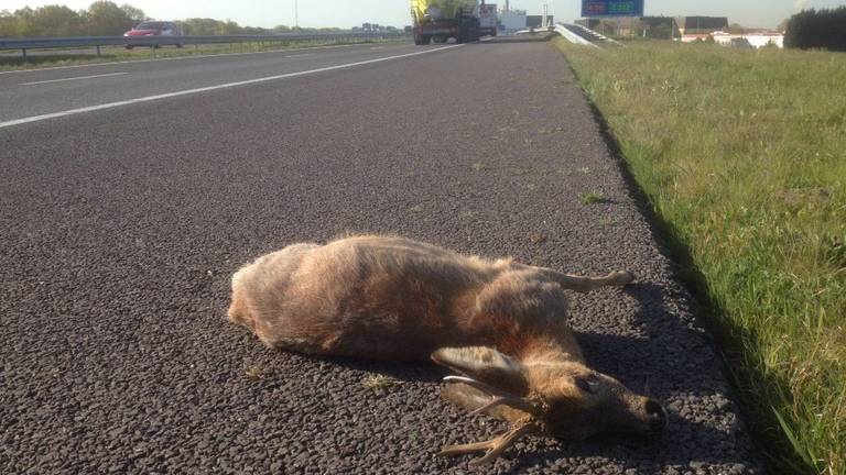 De dode ree langs de A4 bij Bergen op Zoom (Foto: Erik de Jonge)