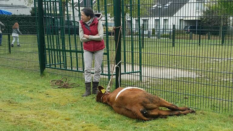 Een ontsnapte stier in Geldrop blijkt achteraf kalf Liesje