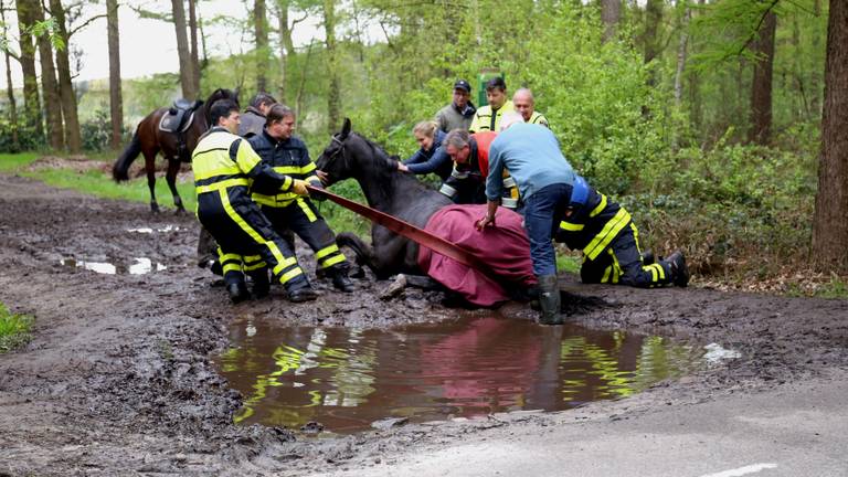 Het paard viel door de diepe plas. (foto: Alexander Vingerhoeds)