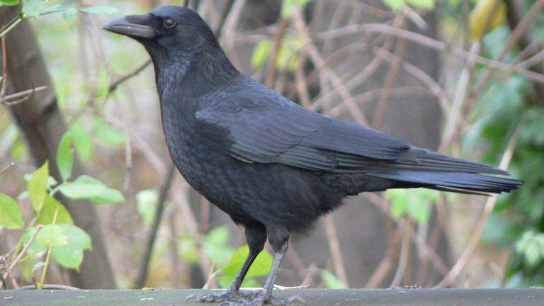 Kraaien zijn dol op lijnzaadolie dat in rubber zit