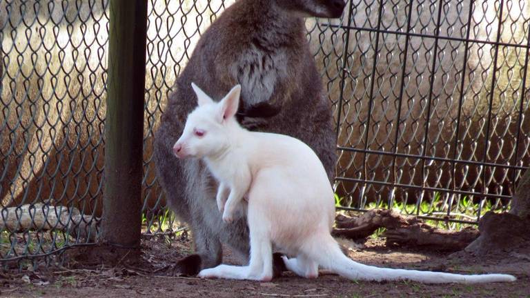 De albino wallaby (foto: Siris)