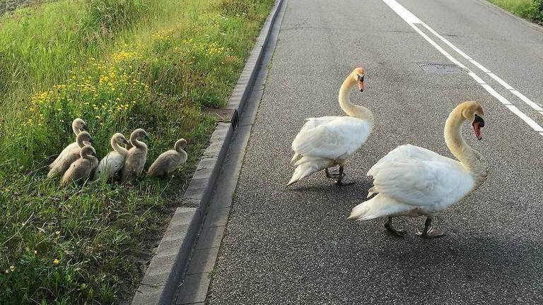 De familie Zwaan (foto: twitter\wijkagent Ruub Tromp)