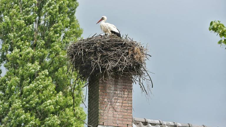 Ooievaarsnest in Moergestel