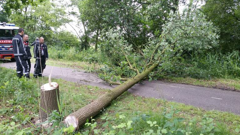 De boom die over het fietspad ligt (foto:Twitter/brigadierAARLE)