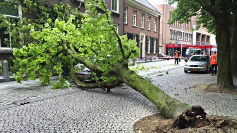 De omgevallen boom op de Parade (foto: Bart Meesters/Meesters MultiMedia).