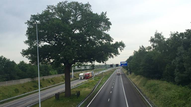 Boom op snelweg A58