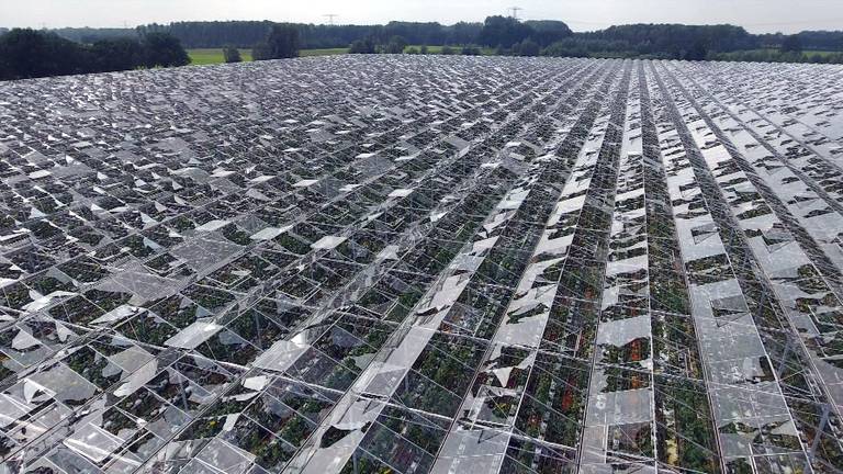 Meer dan 100 miljoen euro schade door noodweer voor boeren en tuinders in Zuidoost-Brabant
