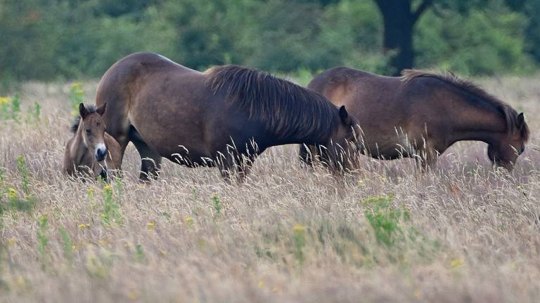 Omroep Brabant