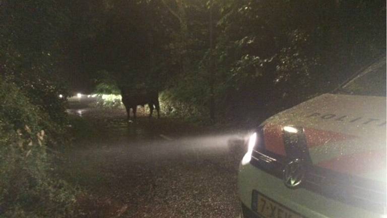 De hooglander liep te veel stress op tjdens zijn avontuur. (Foto: Facebook politie Weerijs)