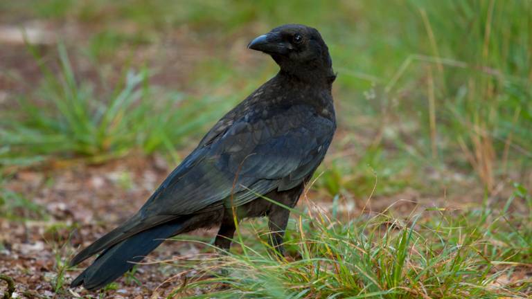 Een raaf. (Foto: Natuurmonumenten)