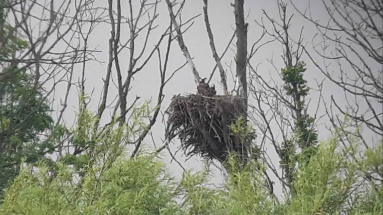 Vogelspotters turen al dagen naar nest met Visarend in de Biesbosch