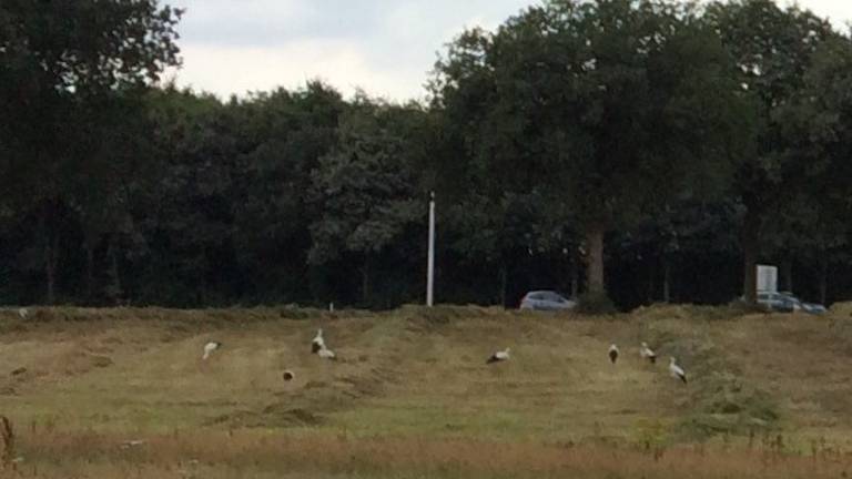 Ooievaars bij de A58. (foto: Annet van den Hecke)