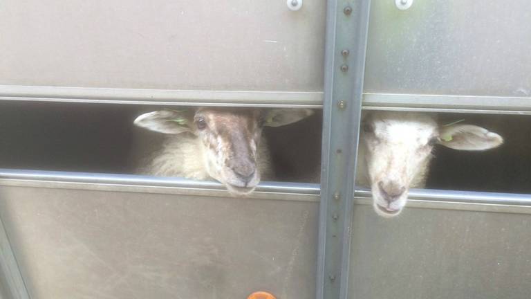 De schapen stonden al drie dagen in de trailer. (Foto: Dierenpolitie/Twitter)