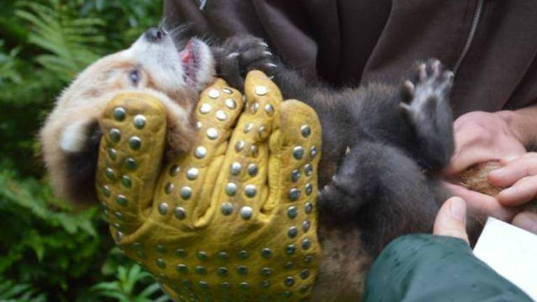 Eindelijk weten ze wat het geslacht van deze rode panda. Foto: Safaripark Beekse Bergen