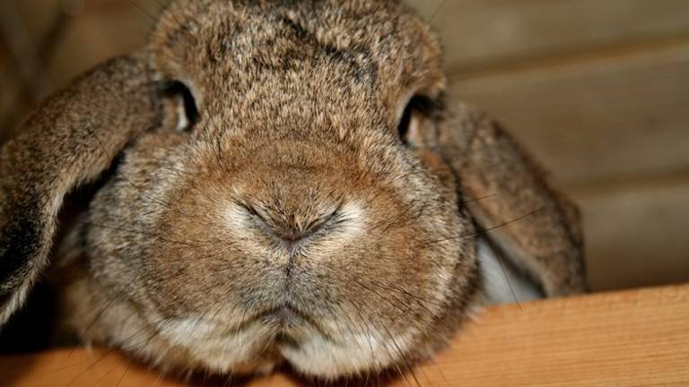 Konijn, niet in shock (foto: archief)