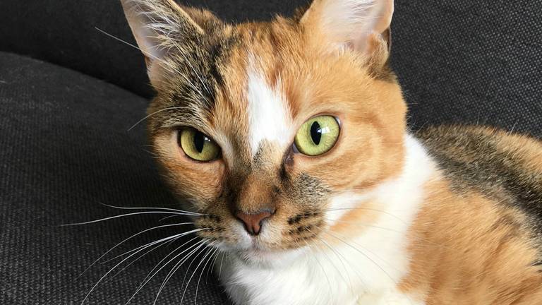 Miauw! (archieffoto)