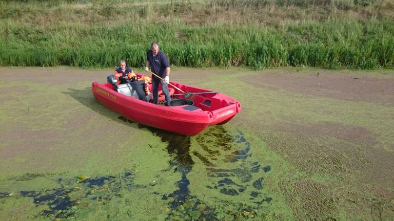 De dode vissen worden uit het water gehaald. (Foto: Waterschap Aa en Maas)