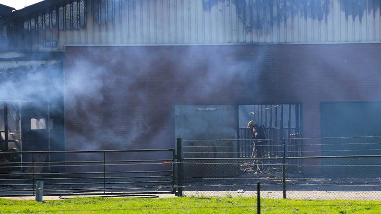 François Peeters van de brandweer over de brand in de koeienstal