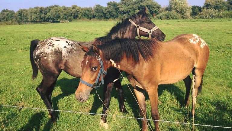 Deze twee paarden liepen los in de omgeving van Boxmeer