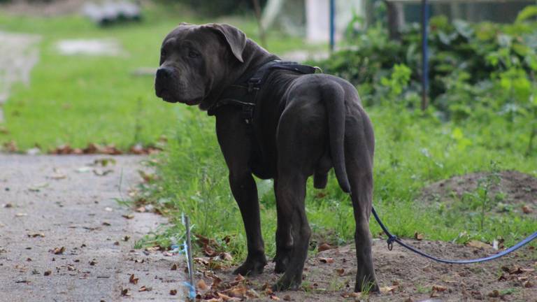 De losgebroken honden beten meerdere schapen dood. Foto: AS Media