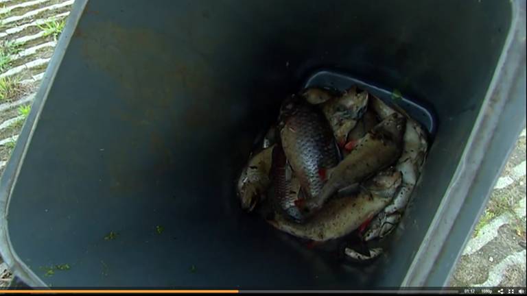 De dode vissen worden in Helmond uit het water gehaald.