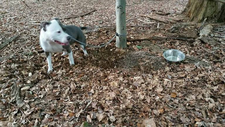 Hond Vastgebonden Aan Boom In Liesbos Breda Een Hond Dumpen Doe Je Niet Omroep Brabant