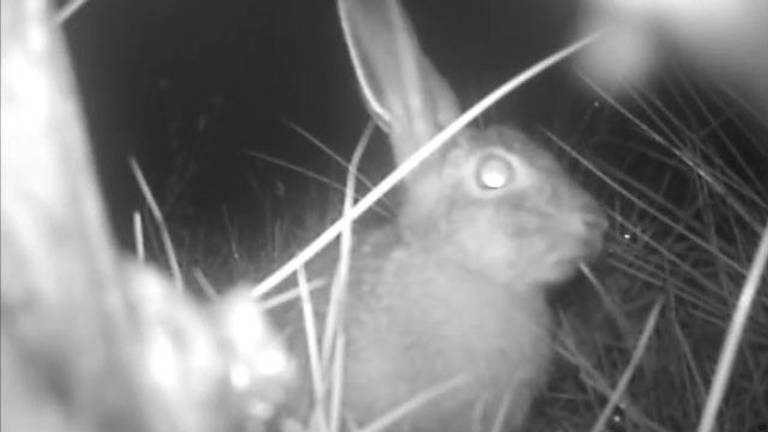 Natuurbruggen veranderen ’s nachts in een uitgaansgebied voor dieren