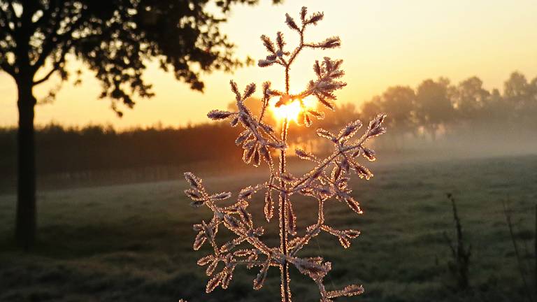 De eerste nachtvorst van dit najaar zou zondagnacht een feit zijn. (foto: Peter van der Schoot)