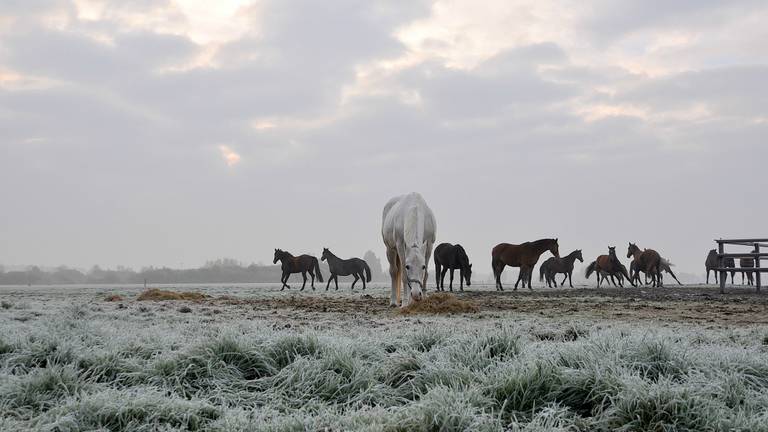 Omroep Brabant