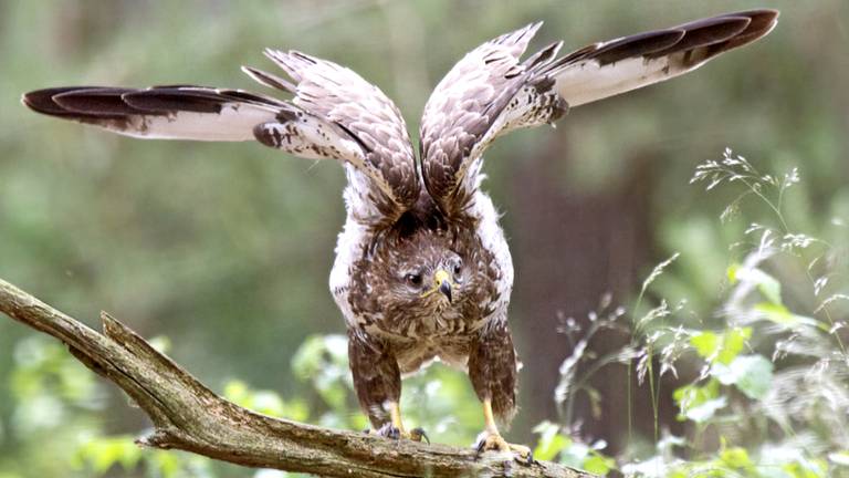 De buizerd waarvoor eerder deze maand werd gewaarschuwd. (foto: Mirte van Grinsven)