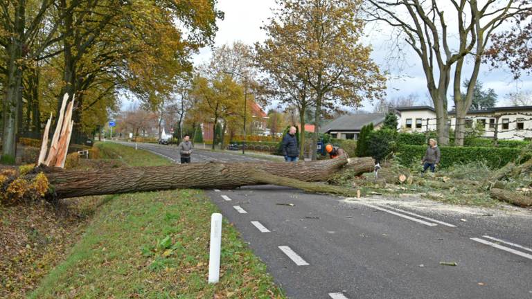 Boom op de weg in Hoeven (foto: Alexander Vingerhoeds/Obscura Foto)