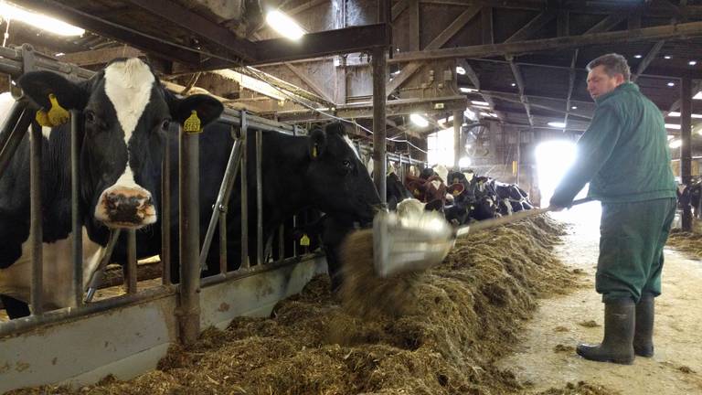 Lokale VVD-afdelingen roeren zich, oproep aan VVD Brabant om tegen milieuplannen veehouderij te stemmen