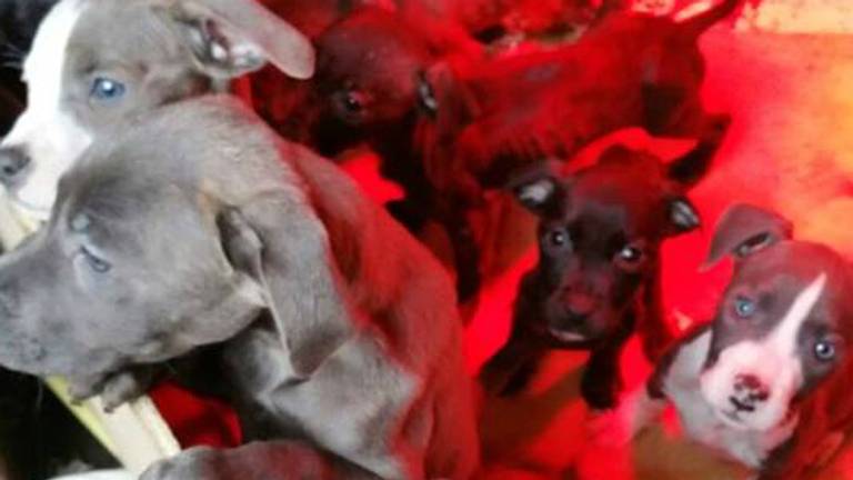 De pups zijn in beslag genomen (foto: Politie/Facebook)