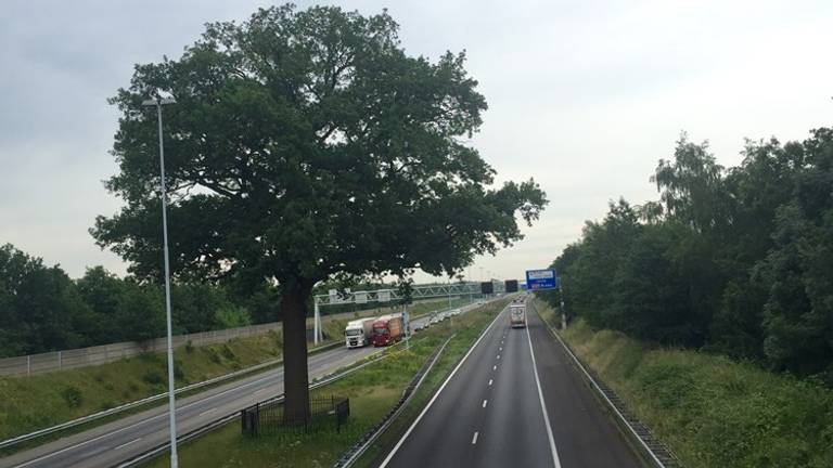 De troeteleik bij Ulvenhout (Foto: Erik Peeters)