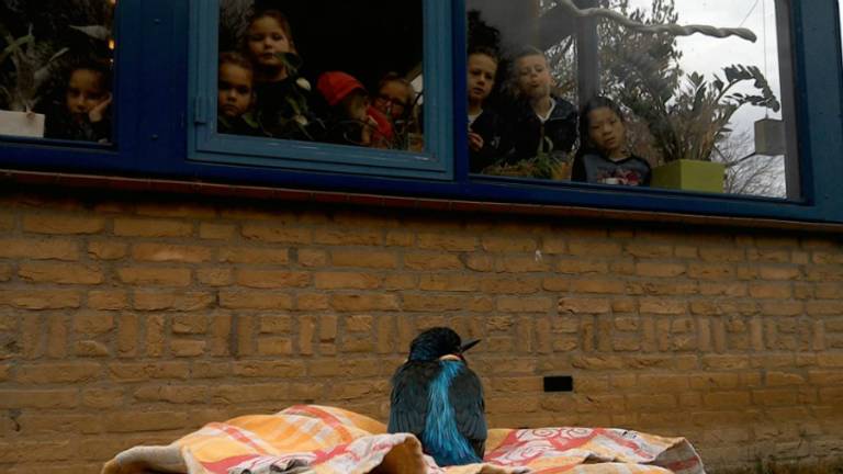 Het ijsvogeltje overleefde zijn smak tegen het raam.