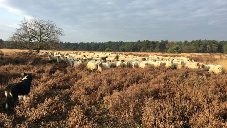 De traditionele schaapherder is officieel cultureel erfgoed