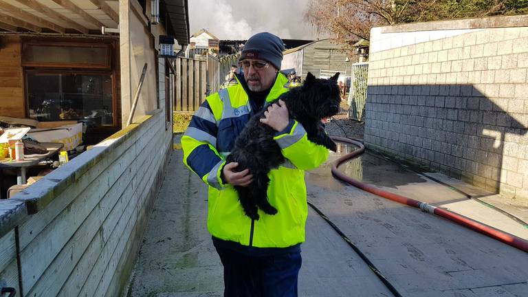 Vijftien honden dood na brand in hondenkennel Moerdijk