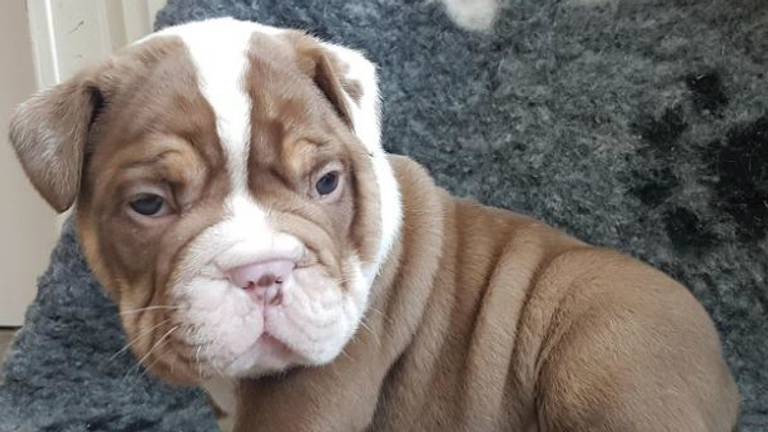 Vier kostbare Old English Bulldog-pups gestolen op zorgboerderij Baarle-Nassau