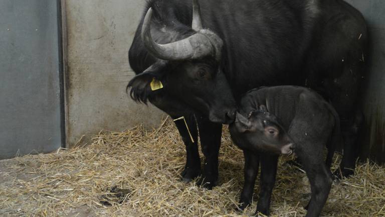 Omroep Brabant