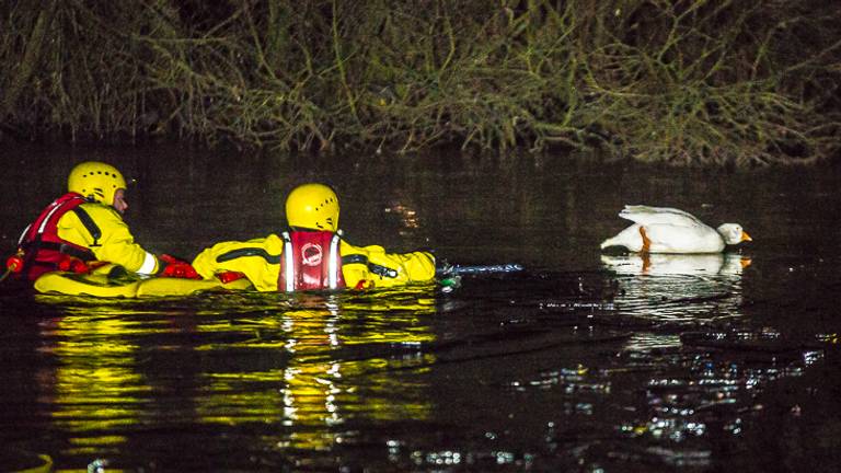 De vastgevroren gans wordt gered door de brandweer. Foto: Roel Smits / SQ Vision