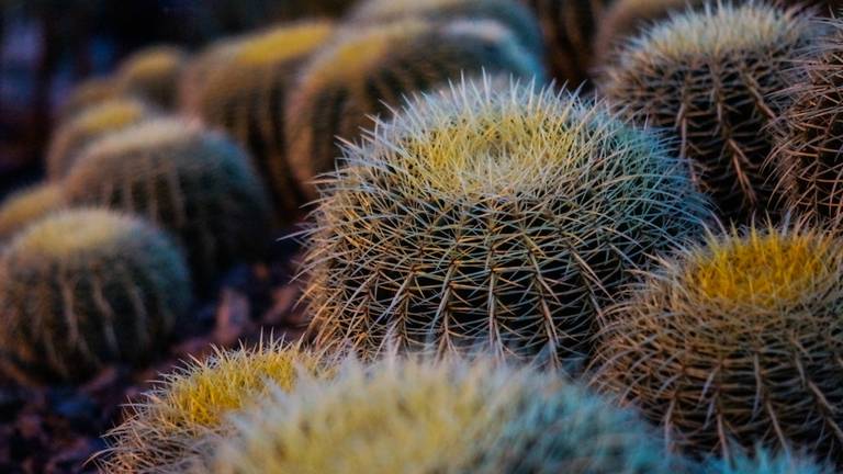 Cactus populairder dan een bloemetje