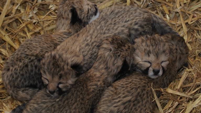 Foto: Mariska Vermij - van Dijk