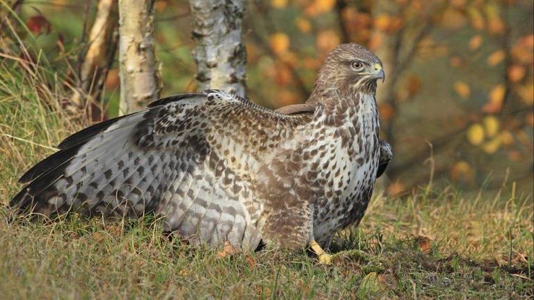 Een buizerd.