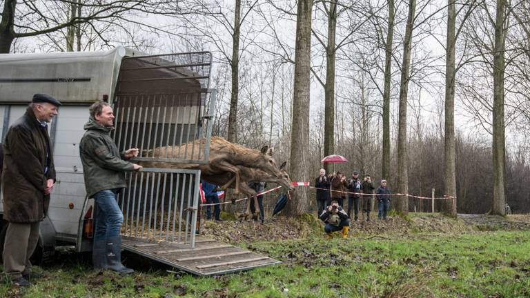 De edelherten gaan de vrijheid tegemoet (Foto: James van Leuven).